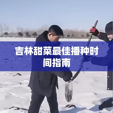吉林甜菜最佳播种时间指南