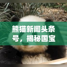 熊猫新闻头条号，揭秘国宝世界的奇妙之旅