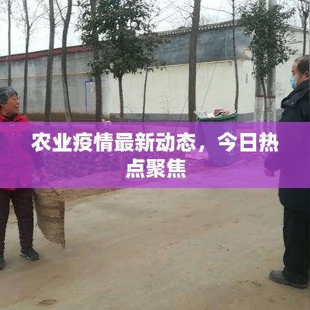 农业疫情最新动态，今日热点聚焦