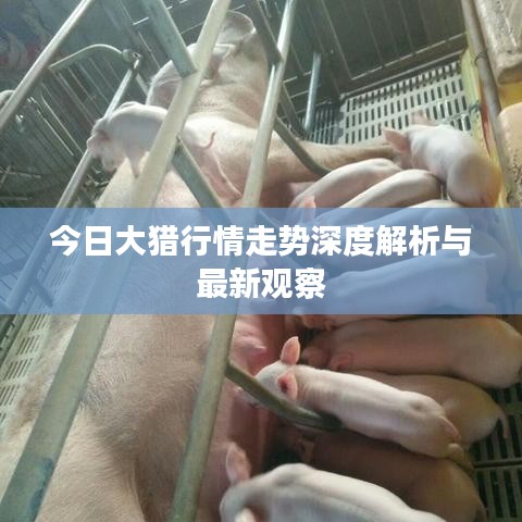 今日大猎行情走势深度解析与最新观察