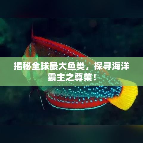 揭秘全球最大鱼类，探寻海洋霸主之尊荣！