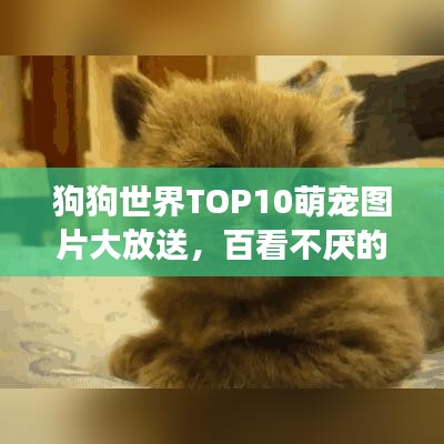 狗狗世界TOP10萌宠图片大放送，百看不厌的可爱排名展示