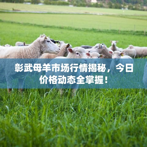 彰武母羊市场行情揭秘，今日价格动态全掌握！