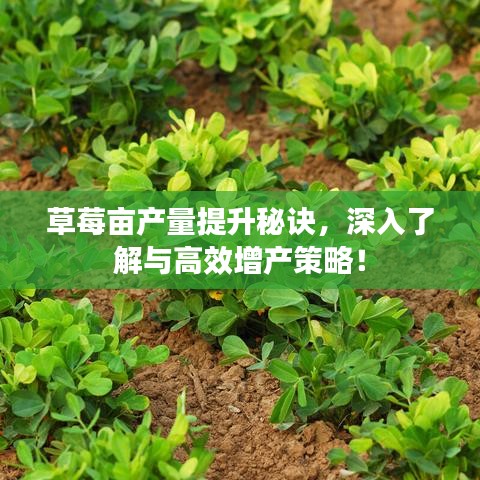 草莓亩产量提升秘诀，深入了解与高效增产策略！