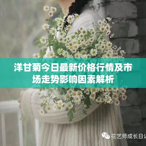 洋甘菊今日最新价格行情及市场走势影响因素解析