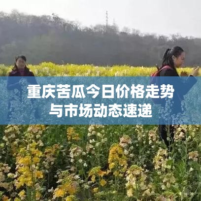 重庆苦瓜今日价格走势与市场动态速递