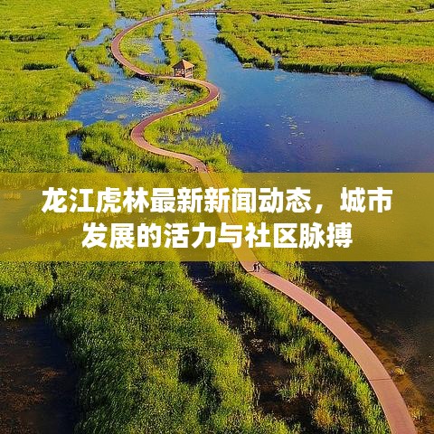 龙江虎林最新新闻动态，城市发展的活力与社区脉搏