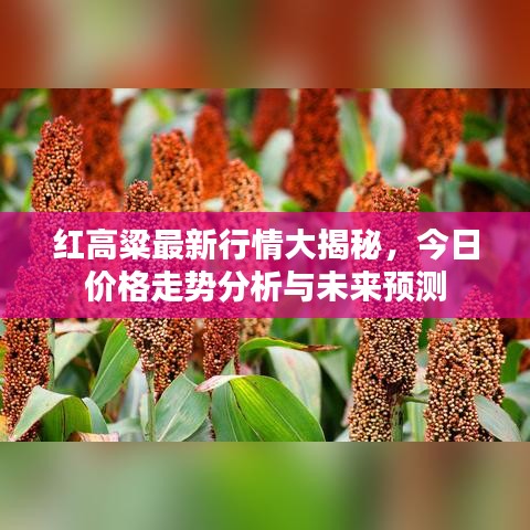红高粱最新行情大揭秘，今日价格走势分析与未来预测