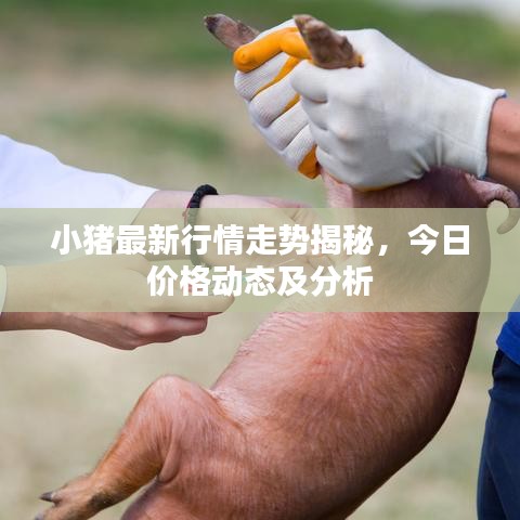 小猪最新行情走势揭秘，今日价格动态及分析