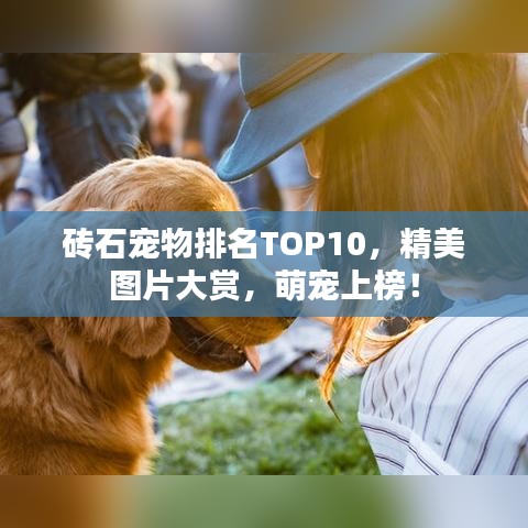 砖石宠物排名TOP10，精美图片大赏，萌宠上榜！