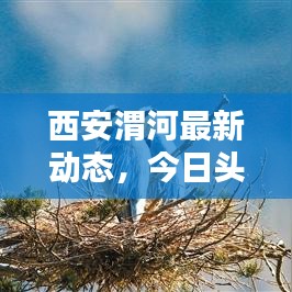 西安渭河最新动态，今日头条新闻报道聚焦瞬间