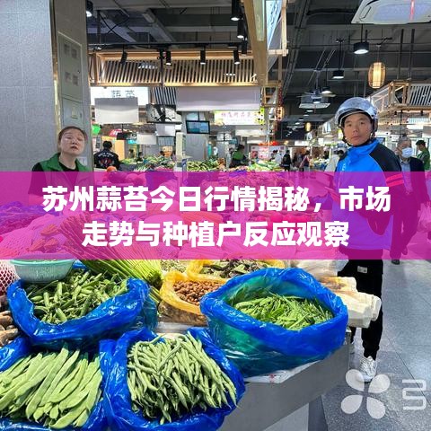 苏州蒜苔今日行情揭秘，市场走势与种植户反应观察