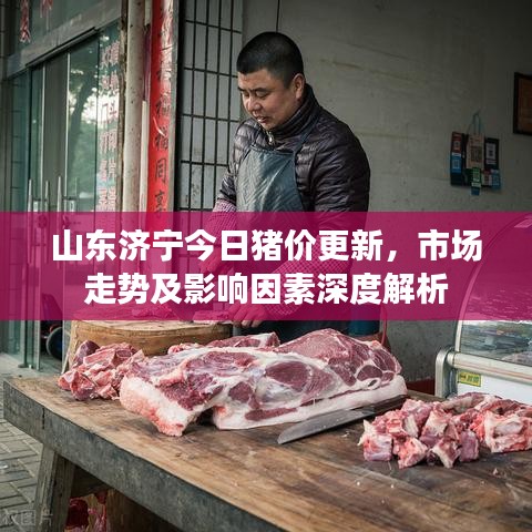 山东济宁今日猪价更新，市场走势及影响因素深度解析