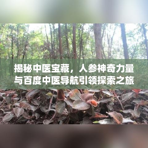 揭秘中医宝藏，人参神奇力量与百度中医导航引领探索之旅
