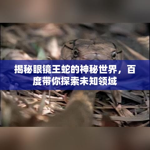 揭秘眼镜王蛇的神秘世界，百度带你探索未知领域