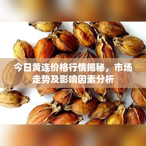 今日黄连价格行情揭秘，市场走势及影响因素分析