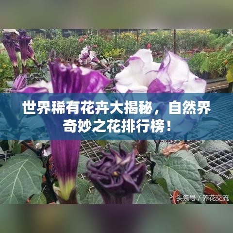 世界稀有花卉大揭秘，自然界奇妙之花排行榜！