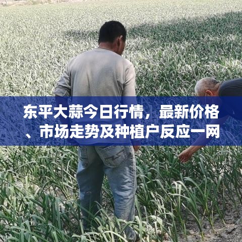 东平大蒜今日行情，最新价格、市场走势及种植户反应一网打尽！