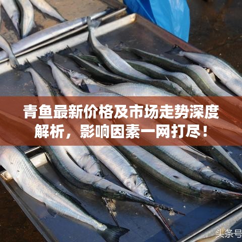 青鱼最新价格及市场走势深度解析，影响因素一网打尽！