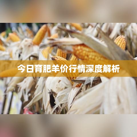 今日育肥羊价行情深度解析