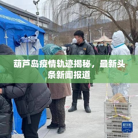 凤凰于飞