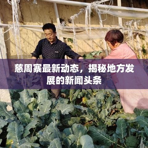 慈周寨最新动态，揭秘地方发展的新闻头条