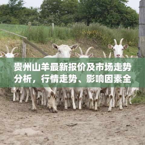 贵州山羊最新报价及市场走势分析，行情走势、影响因素全解析