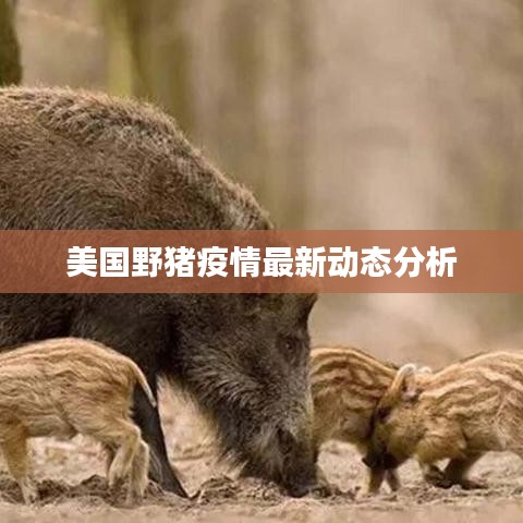 美国野猪疫情最新动态分析