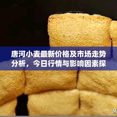 唐河小麦最新价格及市场走势分析，今日行情与影响因素探讨