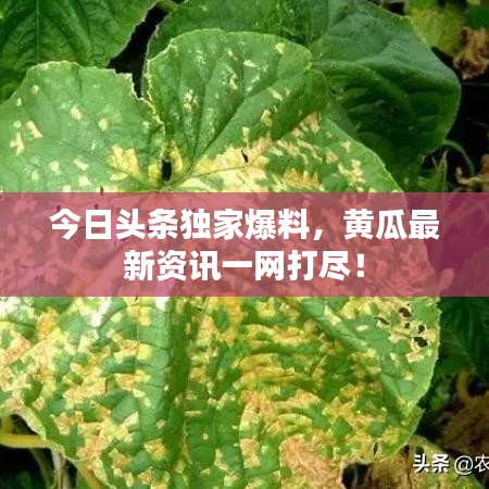 今日头条独家爆料，黄瓜最新资讯一网打尽！