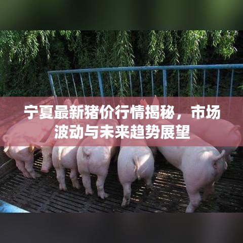 宁夏最新猪价行情揭秘，市场波动与未来趋势展望