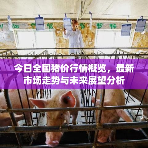 今日全国猪价行情概览，最新市场走势与未来展望分析