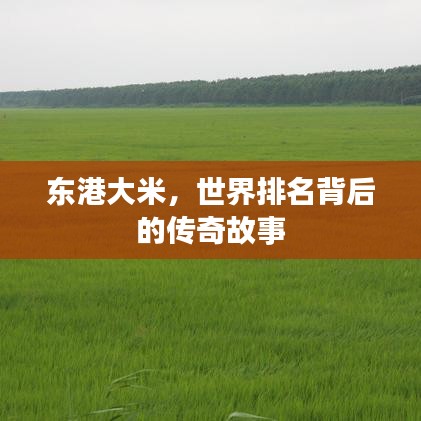 东港大米，世界排名背后的传奇故事