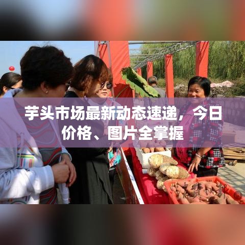 芋头市场最新动态速递，今日价格、图片全掌握