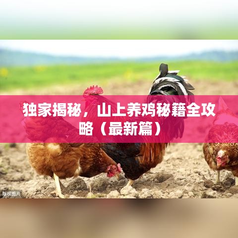 独家揭秘，山上养鸡秘籍全攻略（最新篇）