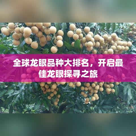 全球龙眼品种大排名，开启最佳龙眼探寻之旅