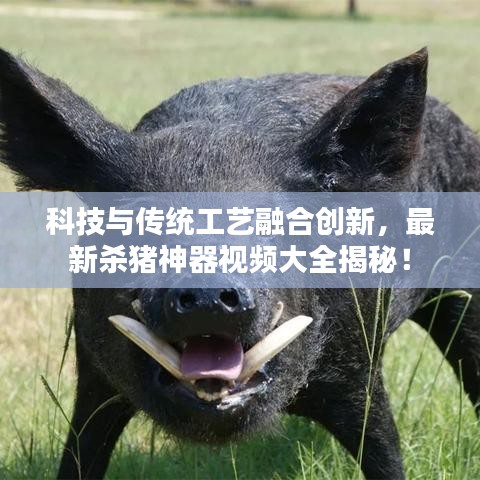 科技与传统工艺融合创新，最新杀猪神器视频大全揭秘！
