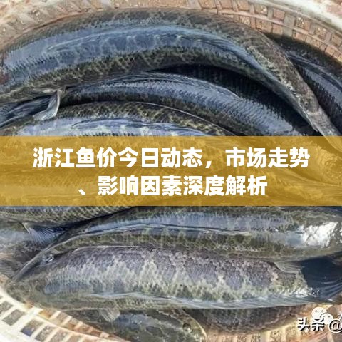 浙江鱼价今日动态，市场走势、影响因素深度解析