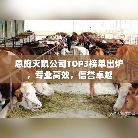 恩施灭鼠公司TOP3榜单出炉，专业高效，信誉卓越