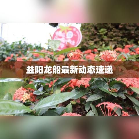 益阳龙船最新动态速递