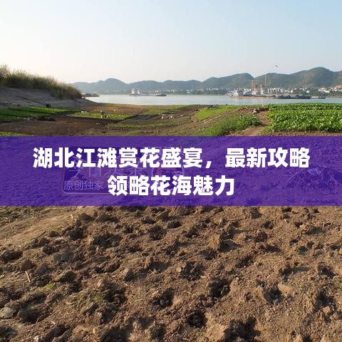湖北江滩赏花盛宴，最新攻略领略花海魅力