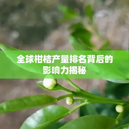 全球柑桔产量排名背后的影响力揭秘