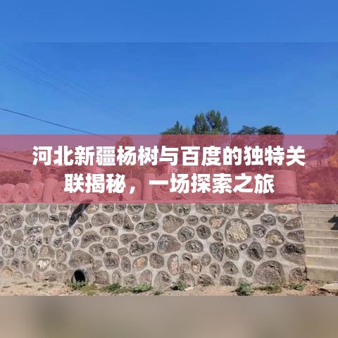 河北新疆杨树与百度的独特关联揭秘，一场探索之旅