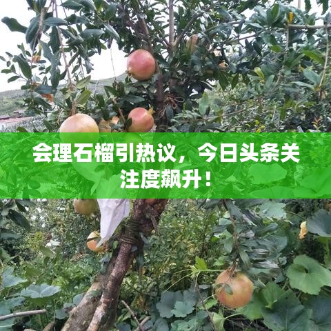 会理石榴引热议，今日头条关注度飙升！