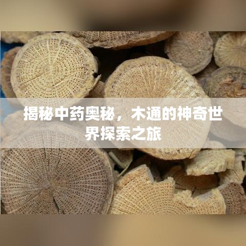 揭秘中药奥秘，木通的神奇世界探索之旅