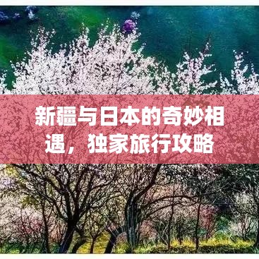 新疆与日本的奇妙相遇，独家旅行攻略