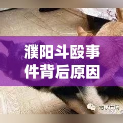 濮阳斗殴事件背后原因深度解析，最新报道与应对之道