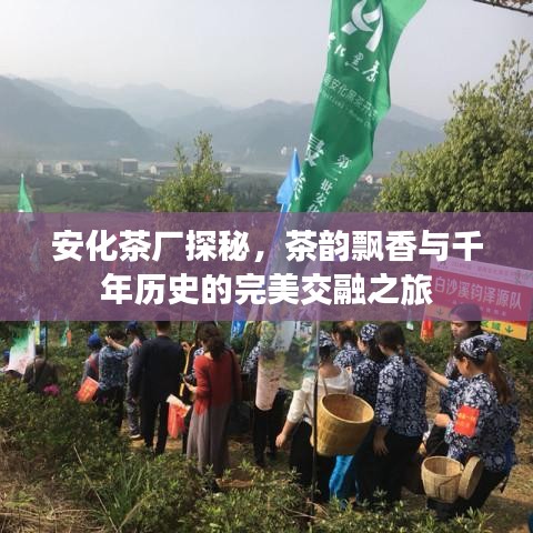 安化茶厂探秘，茶韵飘香与千年历史的完美交融之旅