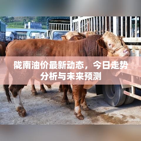 陇南油价最新动态，今日走势分析与未来预测