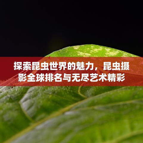 探索昆虫世界的魅力，昆虫摄影全球排名与无尽艺术精彩